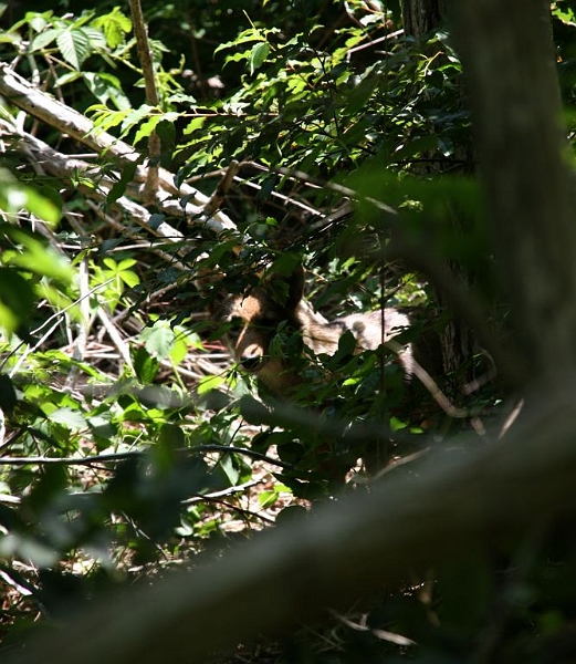cape fox.jpg - I hunted this guy down for an hour in the woods and he finally showed his snout.  He's a red fox.